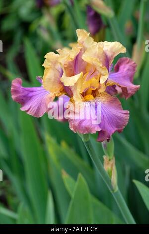 Iris germanica 'Carnaby'. Tall Bearded Iris Iris 'Carnaby' Stock Photo