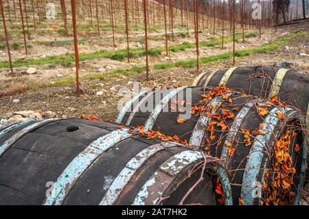 Dry orange leaves climbing on vintage wine barrels in Prague botanical gardens in Troja during fall season. Vibrant colors and grape vine field Stock Photo