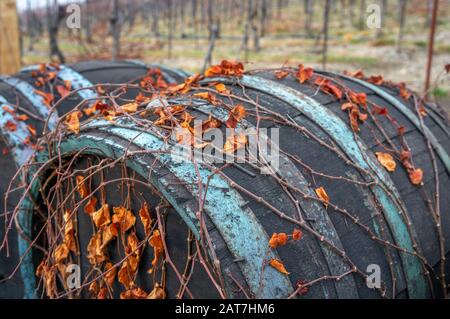 Macro photo of vibrant orange dry leaves growing on vines over vintage wine barrels with peeled off blue paint on the brass Stock Photo