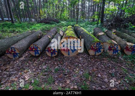 Markings on felled trees, Bavaria, Germany Stock Photo
