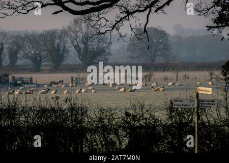 Field of sheep on a mist morning in the countryside Stock Photo