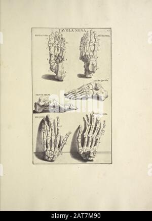 woodcut print of Human Anatomy from Anatomia per uso et intelligenza del disegno printed in Rome in 1691 Stock Photo