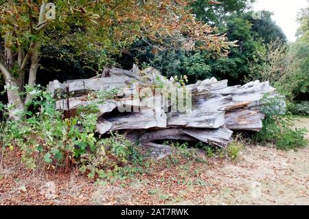 A tree which has been felled and left to rot naturally Stock Photo