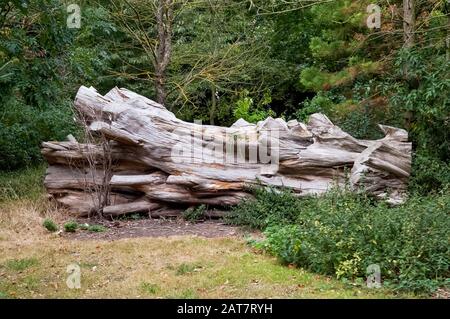 A tree which has been felled and left to rot naturally Stock Photo