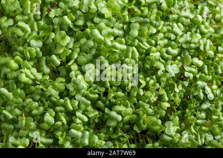 Fresh young homegrown broccoli microgreens, top view Stock Photo