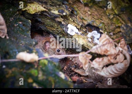 Wood Mouse in Forest (Apodemus sylvaticus) Stock Photo