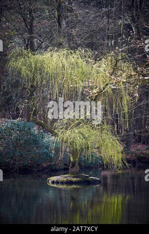Weeping Willow on Island,Pond in the Forest Stock Photo