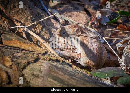 Wood Mouse in Forest (Apodemus sylvaticus) Stock Photo