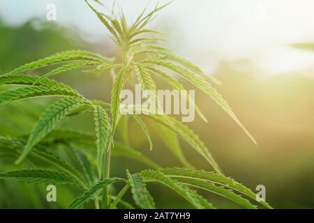 Marijuana Field with sunlight. Marijuana leaves, cannabis on a green background, beautiful background, oudoor cultivation Stock Photo