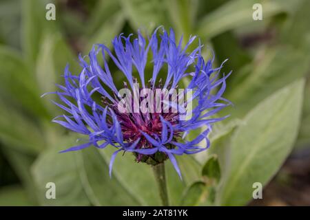 blue knapweed, flowering with stamens Stock Photo