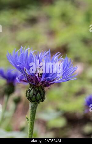 blue knapweed, flowering with stamens Stock Photo