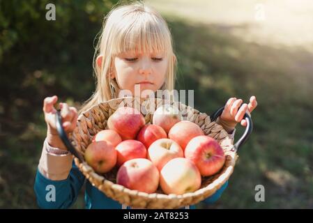 portrait of girl eating red organic apple outdoor. Harvest Concept. Child picking apples on farm in autumn. Children and Ecology. Healthy nutrition. G Stock Photo