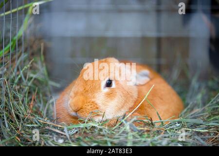 Red rabbit in the green grass. Stock Photo