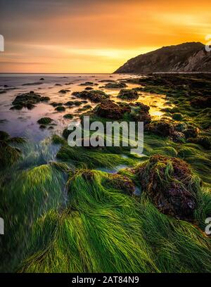 Colorful Malibu, California Coastal Sunset with Seaweed and Seagrass growing on rocks and tidepools.Purple and blue tones reflect on the glassy water. Stock Photo