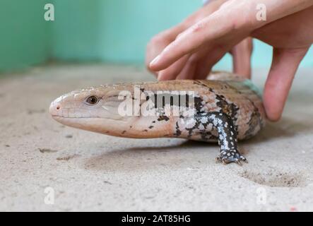 Hands hold a striped lizard. Herpetology. Stock Photo