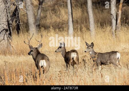 Mule Deer Rutting in Colorado in Autumn Stock Photo - Alamy