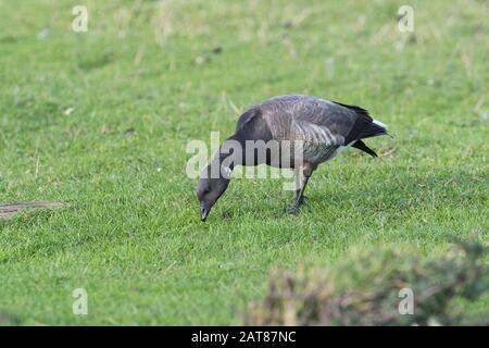 Brent goose (Branta bernicla) feeding on wintering grounds, Hampshire, UK Stock Photo