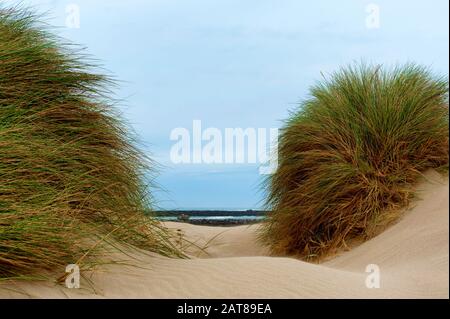 Umpqua River jetty and beach with sand dunes and large tuffs of sea grass growing in the sand. Stock Photo