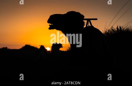 Camel silhouettes at sunrise in Sahara, Merzouga, Morocco Stock Photo