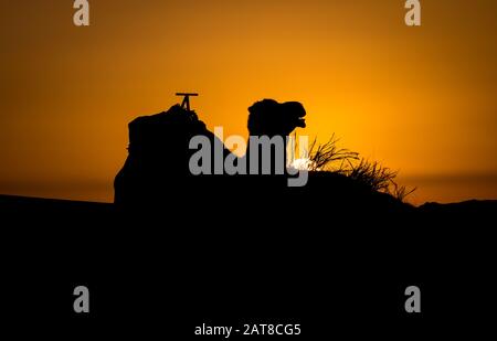 Camel silhouette at sunrise in Sahara, Merzouga, Morocco Stock Photo