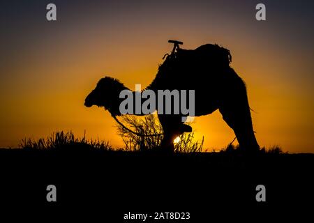 Camel silhouette at sunrise in Sahara, Merzouga, Morocco Stock Photo