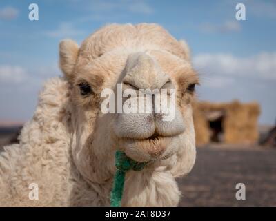 Camel poses for the camera, Merzouga, Morocco Stock Photo