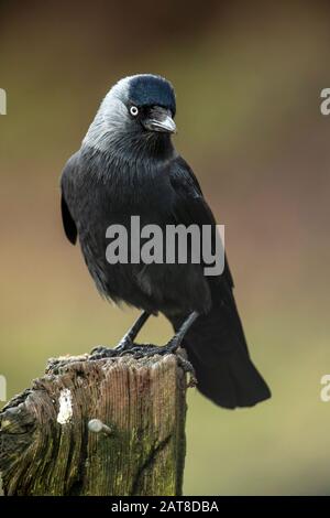 Jackdaw (Corvus monedula ) sitting on a post, looking at camera Stock Photo