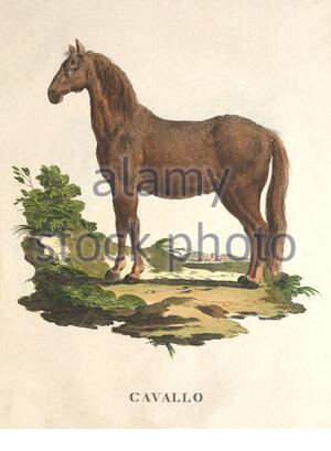 Horse, vintage colour illustration from 1771 Stock Photo