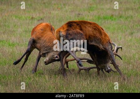 red deer (Cervus elaphus), two fighting red deer stags in rutting time, Germany, North Rhine-Westphalia, Sauerland Stock Photo