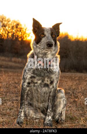 Spotted black and white dog sitting in dry grass backlit by sunset Stock Photo