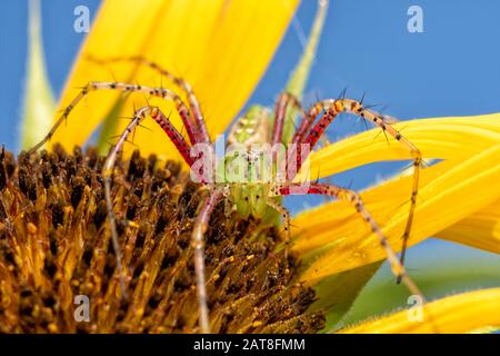 Beautiful female Green Lynx spider on top of a Sunflower waiting for prey Stock Photo