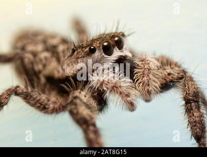 Side view of a fuzzy-faced, adorably cute female Tan Jumping Spider Stock Photo