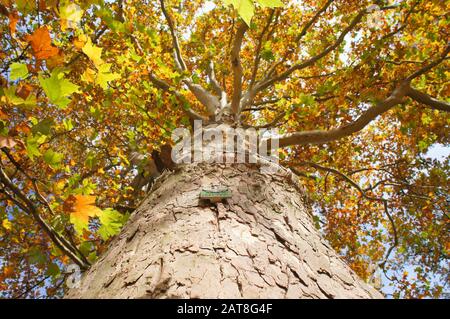 Autumnal old plane tree in Poland. Natural monument. View from bottom Stock Photo