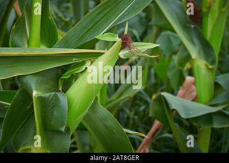 Plant Corn on the Cob Stock Photo