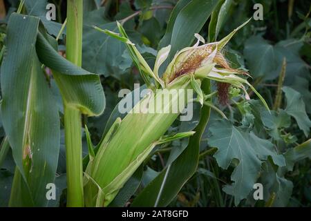 Plant Corn on the Cob Stock Photo