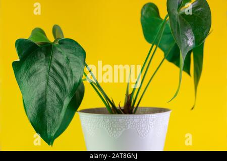 Close up Philodendron leaves on yellow background Stock Photo