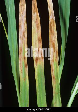 Phosphorus (P) deficiency symptoms, some reddening, chlorosis and necrosis, on barley leaves Stock Photo