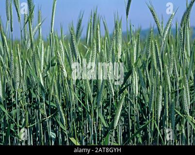 Triticale variety Salvo, a hybrid crop of wheat and rye used for animal feed, healthy crop in leaf and greenon a fine day, Wiltshire, July Stock Photo