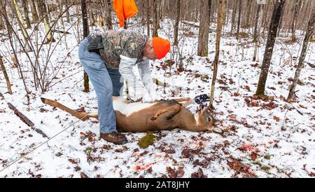 Wisconsin hunter field dressing a white-tailed buck in a winter forest. Stock Photo