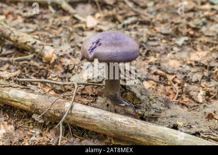 Violet veil mushroom (cortinarius violaceus) in a forest grows from leaves, Germany Stock Photo