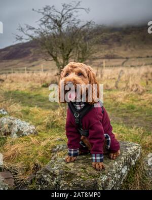 An outdoor portrait of an apricot cockapoo dog in the Scottish countryside during an  walk on Campsie Fells near Lennoxtown, Scotland