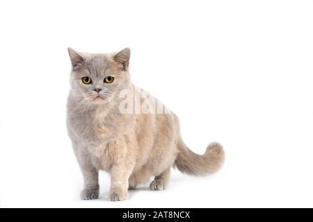 【SOFT THUMBNAIL】 Milk, Domestic Shorthair SOFT THUMBNAIL Milk, Domestic Shorthair | International Store