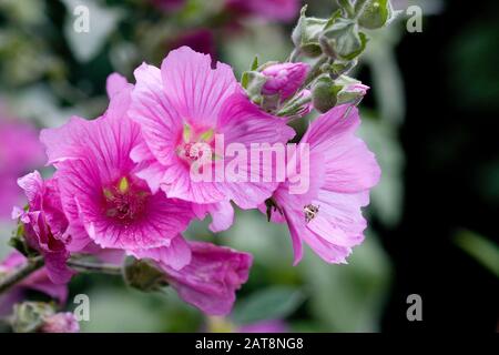 Tree Mallow, lavatera olbia, Flowers in Normandy Stock Photo