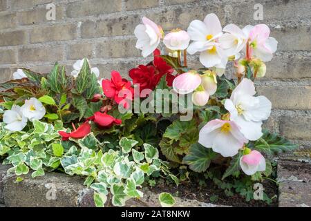 Tuberous Begonia with flowers in white, red and pink colors. Urban garden with Begonia and Ivy (Hedera helix) growing in flower bed near brick wall. Stock Photo