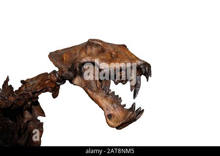 Skull of Scimitar Cat, homotherium serum, Saber Toothed Cat disappeared 10 000 years ago, Beringie Museum in Canada Stock Photo