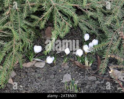 The earliest spring flowers in the sun Stock Photo - Alamy