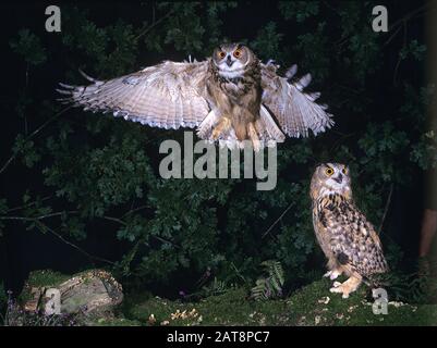 European Eagle Owl, bubo bubo, Adult in Flight Stock Photo