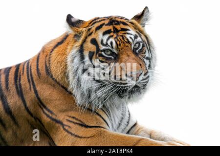 Sumatran tiger (Panthera tigris sondaica) close-up portrait, native to Sumatra, Indonesia against white background Stock Photo