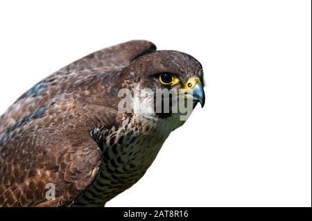 Peregrine falcon (Falco peregrinus), close up of bird spreading wings against white background Stock Photo