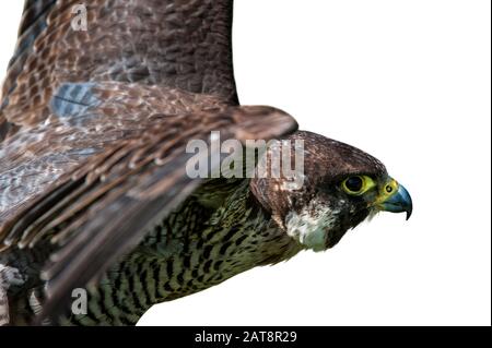 Peregrine falcon (Falco peregrinus), close up of bird spreading wings against white background Stock Photo